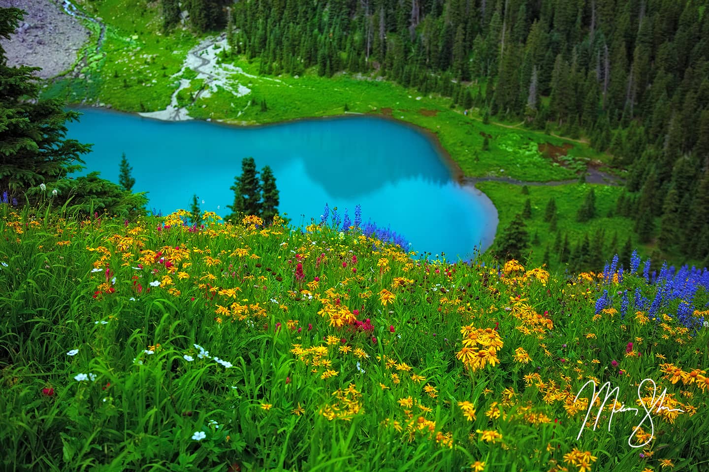 Colorado Wildflowers - Blue Lake, San Juans, Colorado