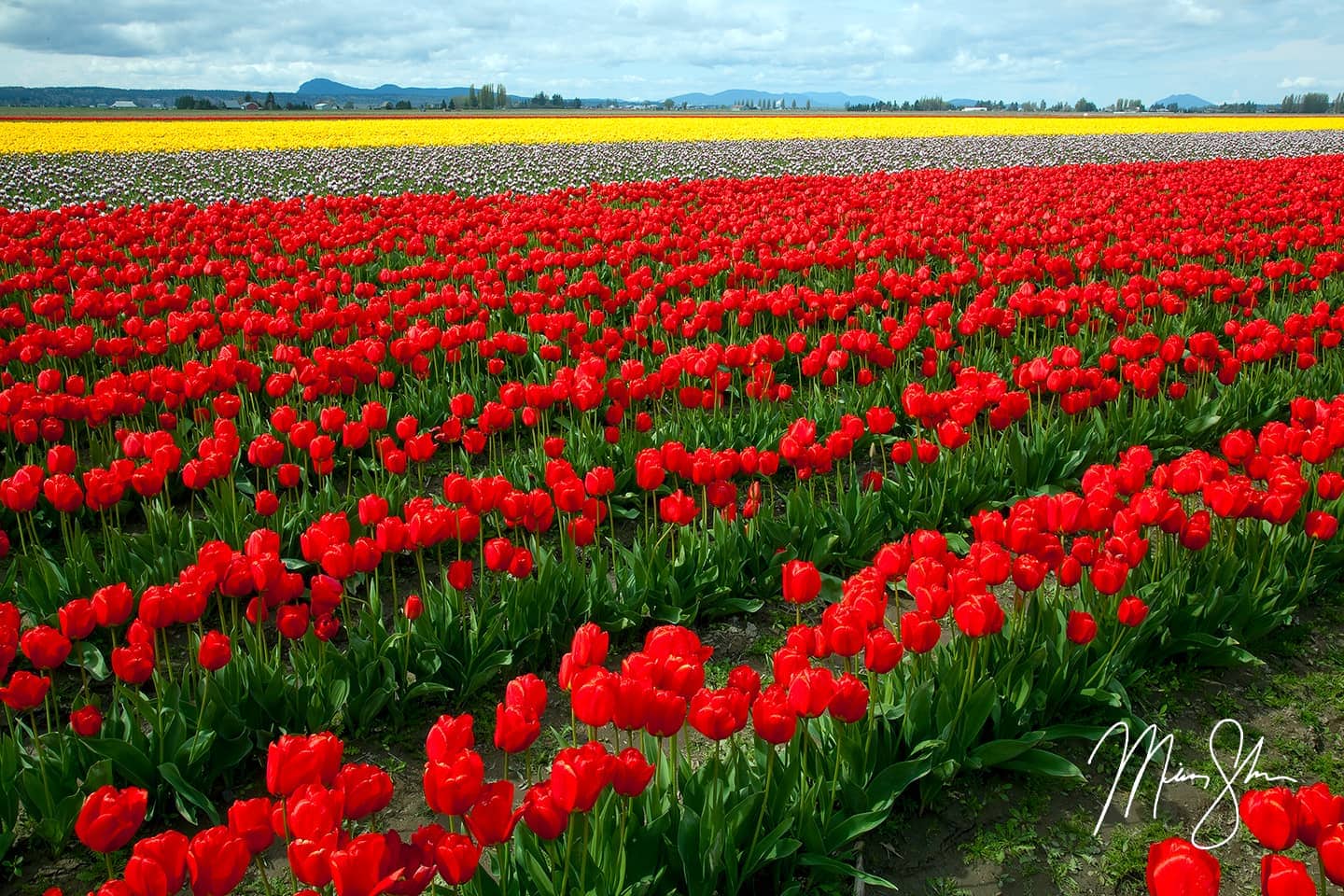 Colors of Skagit Tulip Fields - Skagit Valley, Washington