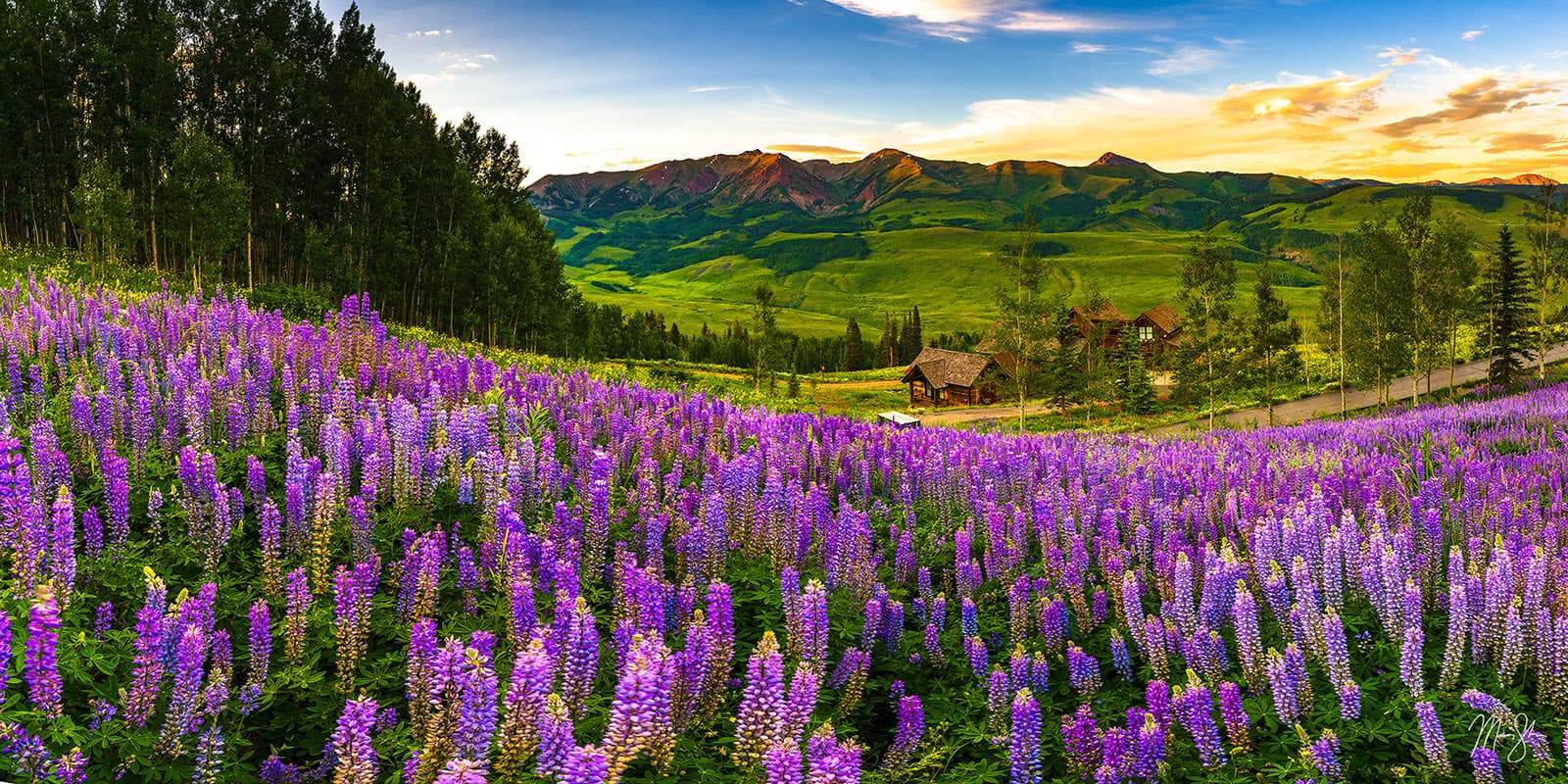 Crested Butte Wildflower Sunset - Crested Butte, Colorado