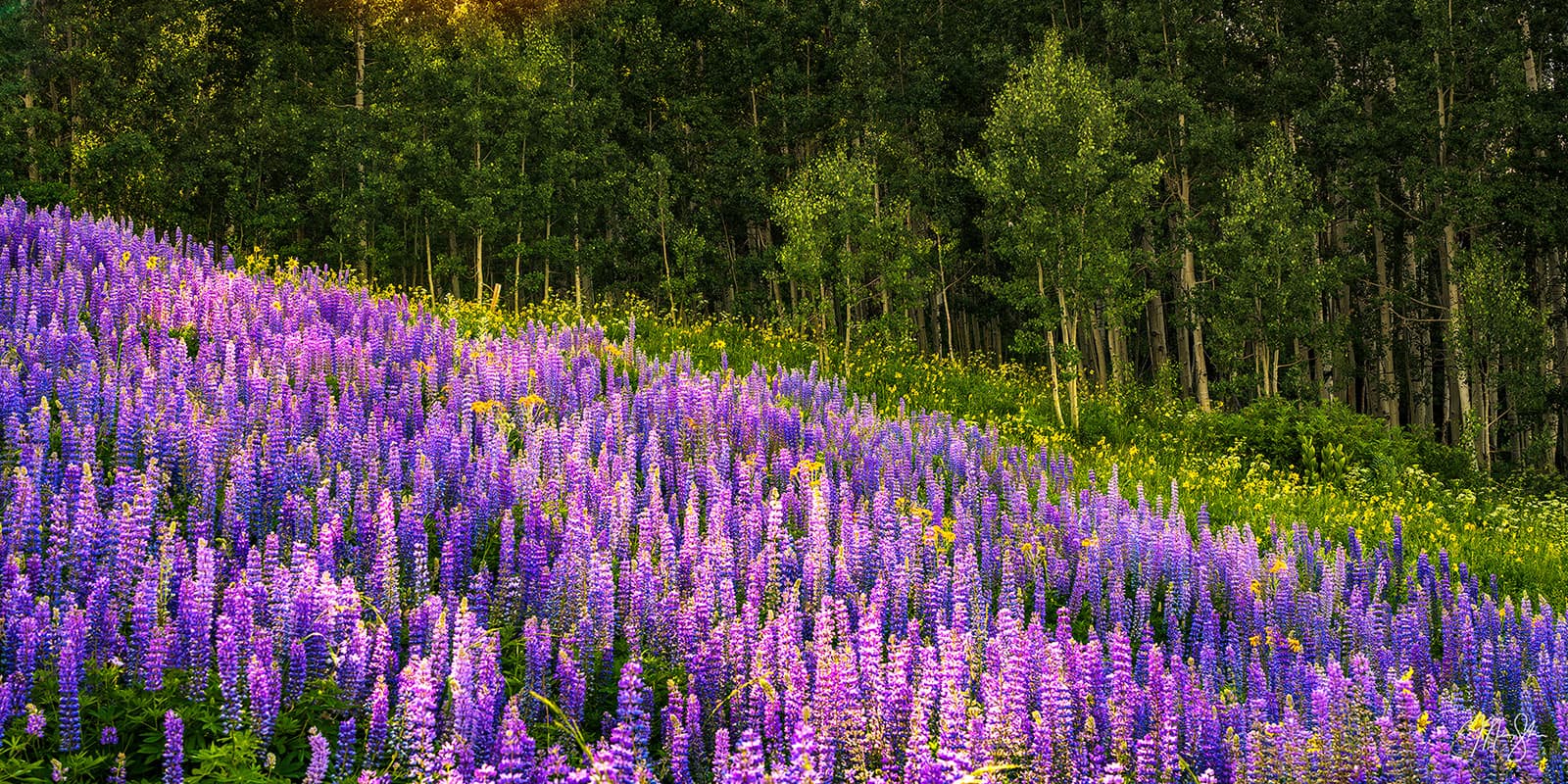 Crested Butte Wildflowers - Crested Butte, Colorado