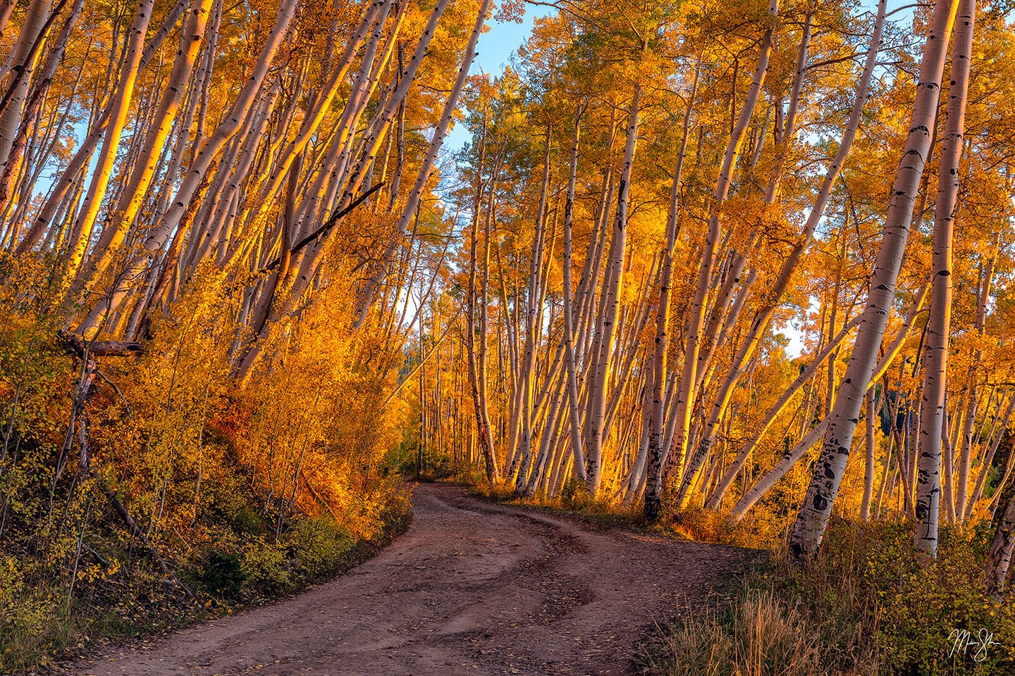 Crooked Aspen Road - Telluride, Colorado
