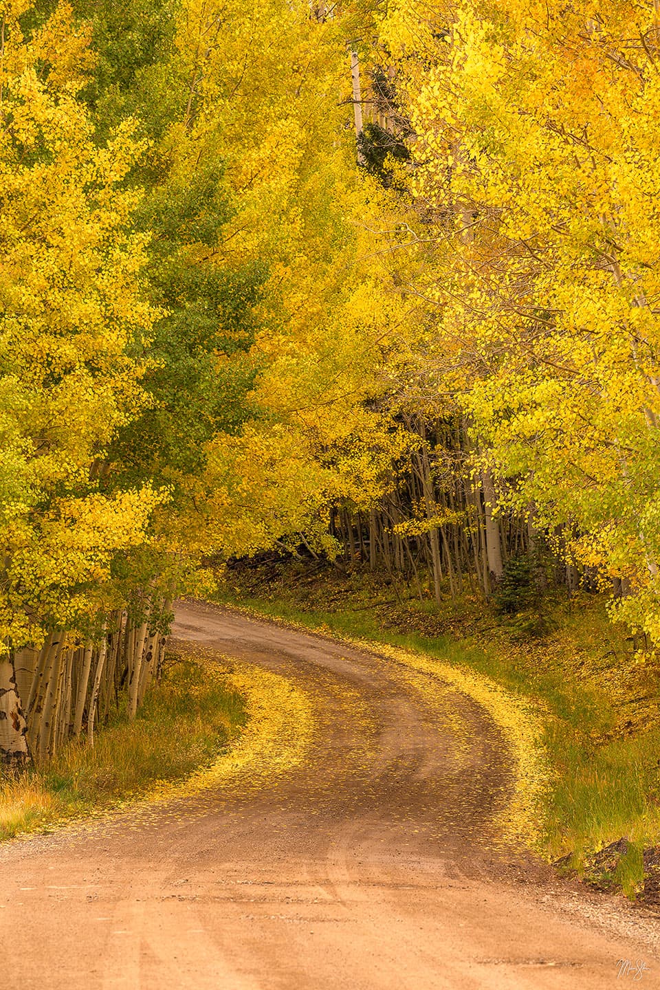 Curved Aspen Road Vertical - Near Telluride, Colorado