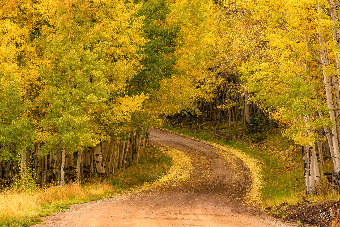 Curved Aspen Road - Near Telluride, Colorado