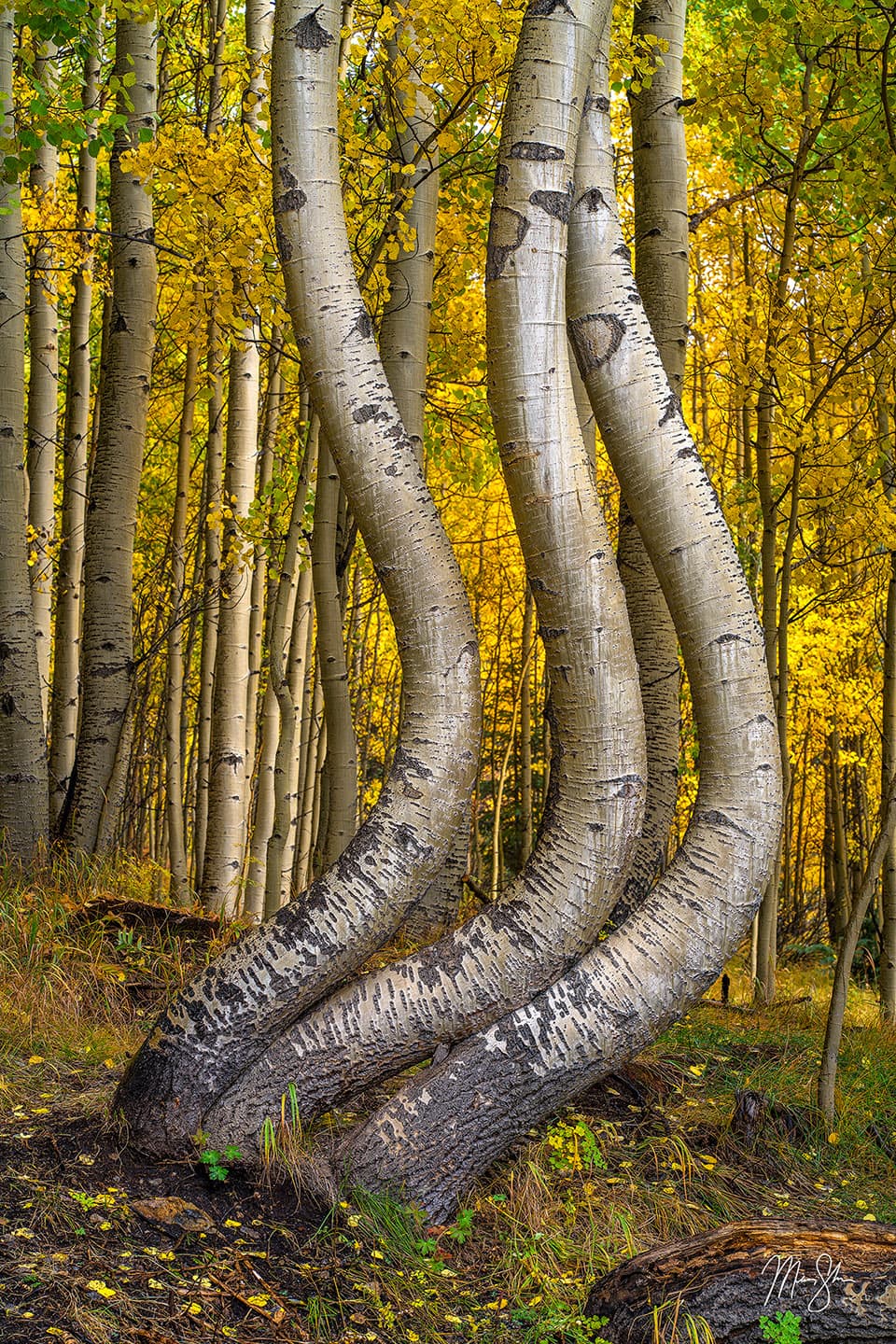 Famous curved aspens of Colorado