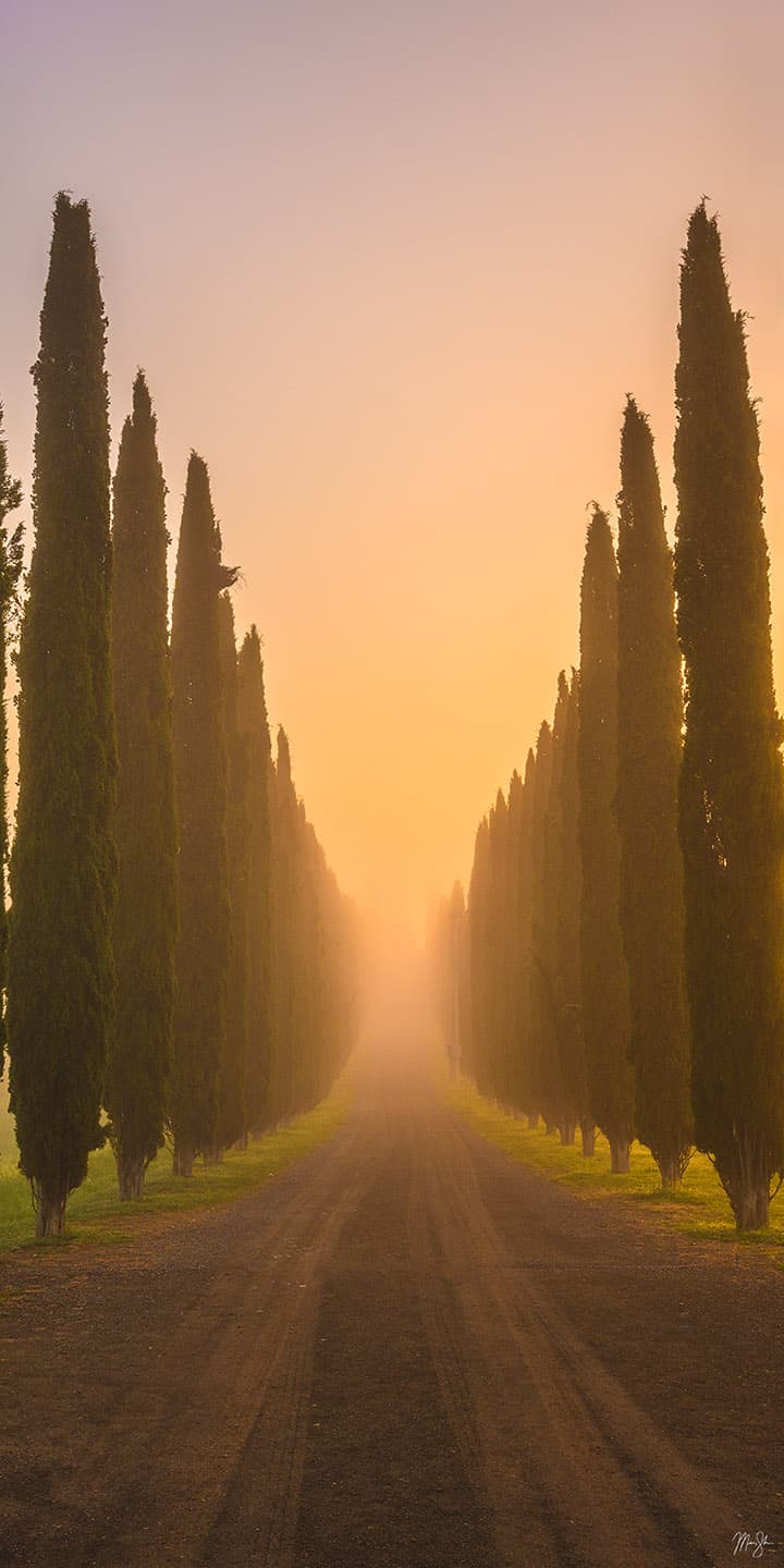 Cypress Alley - Tuscany, Italy
