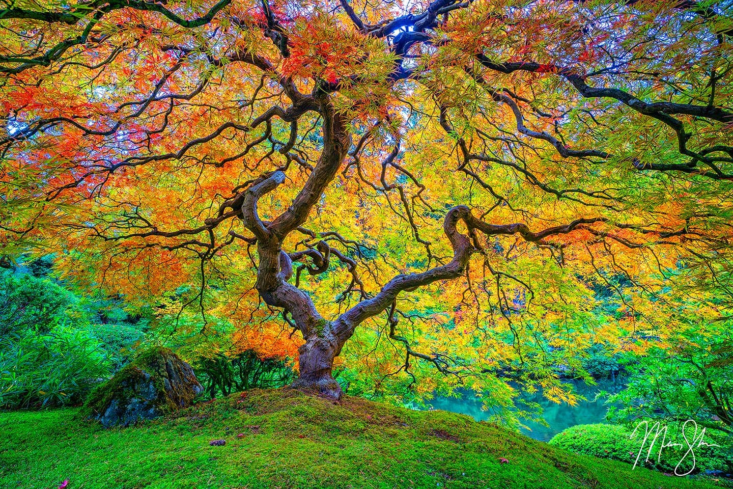 Dragonfly - Portland Japanese Garden, Portland, Oregon