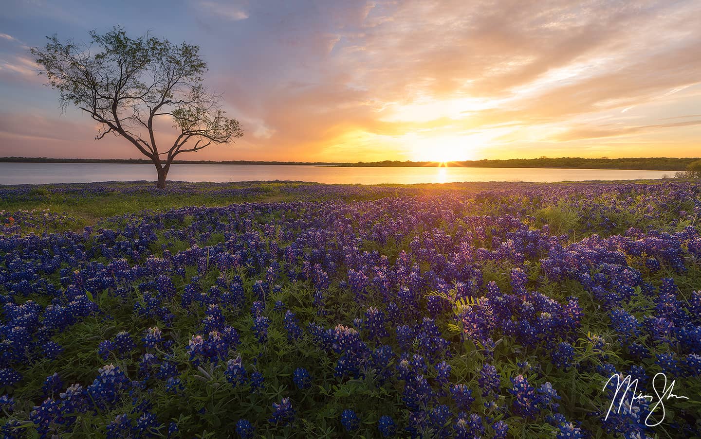Ennis Bluebonnet Sunburst Sunset - Bardwell Lake, Ennis, Texas