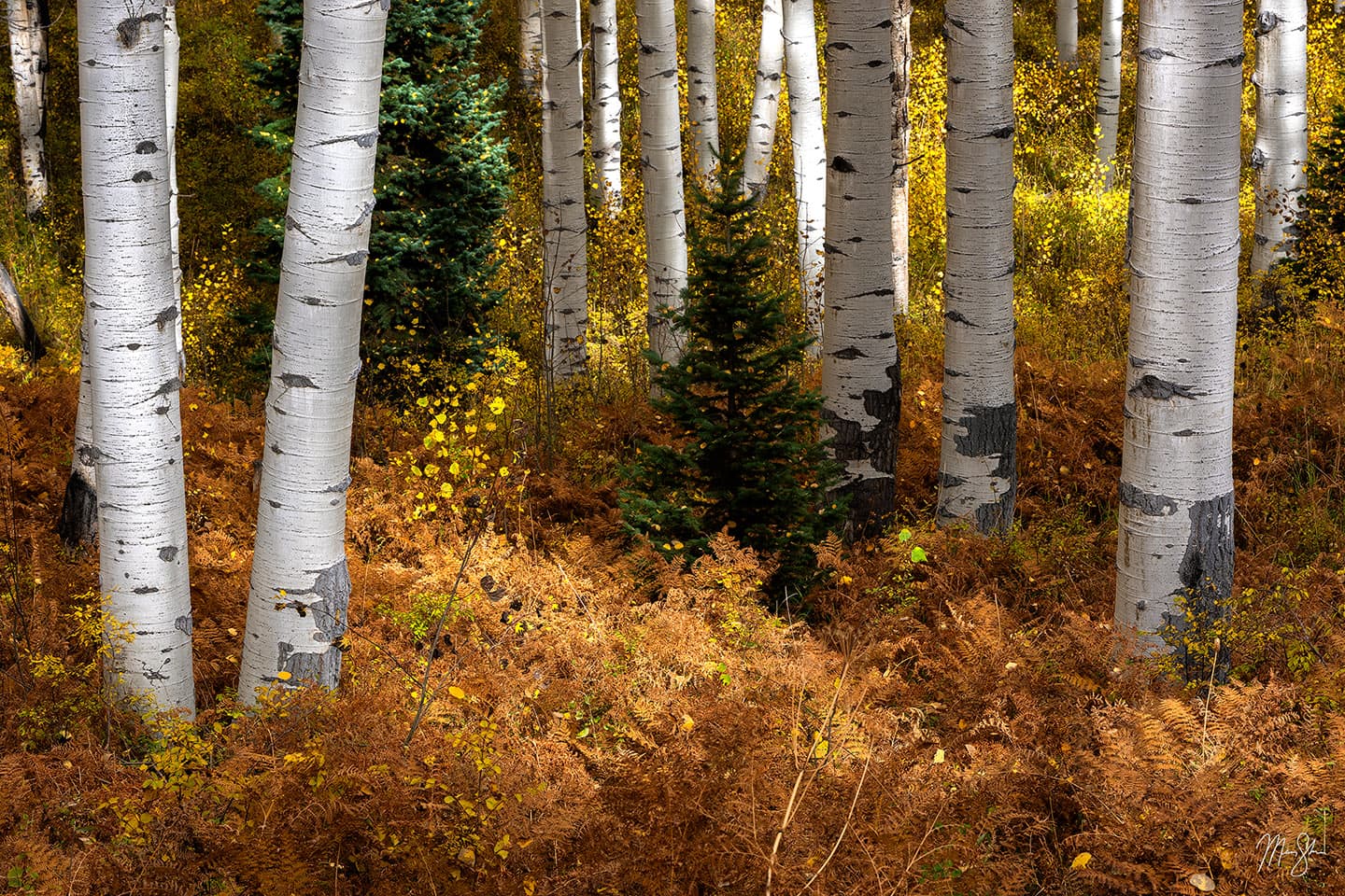 Evergreen Autumn - Kebler Pass, Colorado
