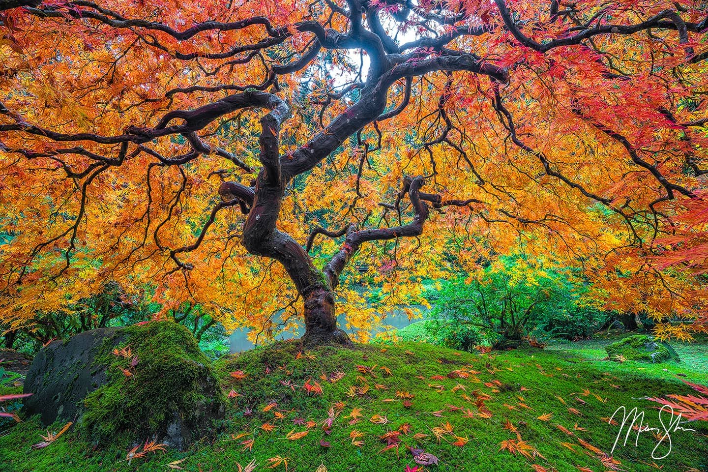 Firebolt - Portland Japanese Garden, Portland, Oregon