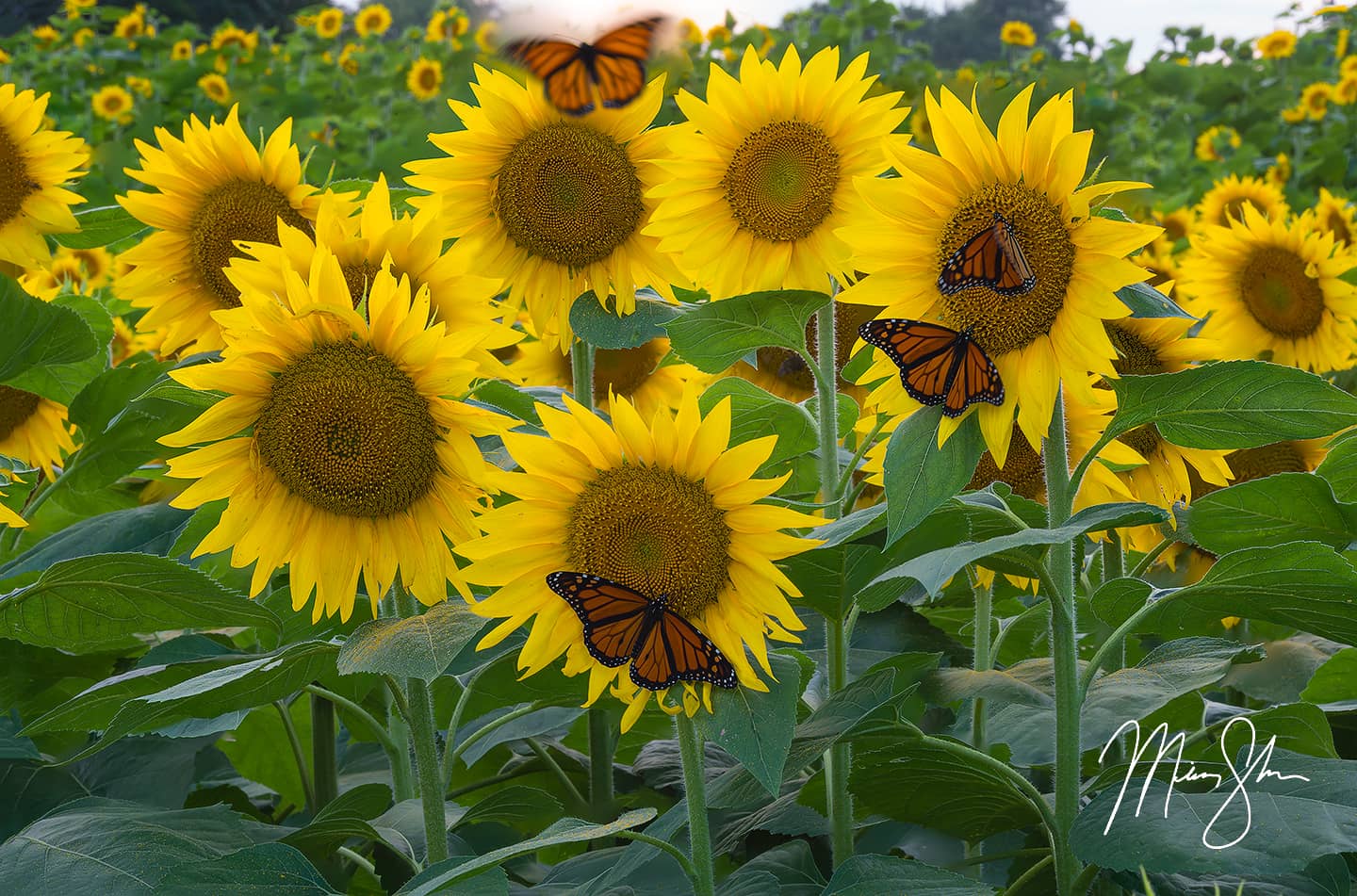 Monarch butterfly migration at Grinter Farms