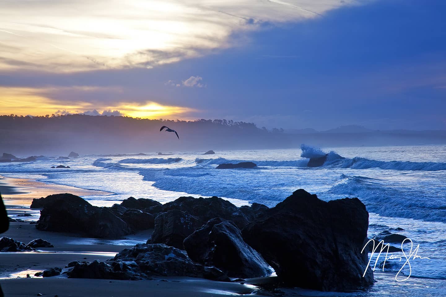 Flight of the Seagull - San Simeon, California