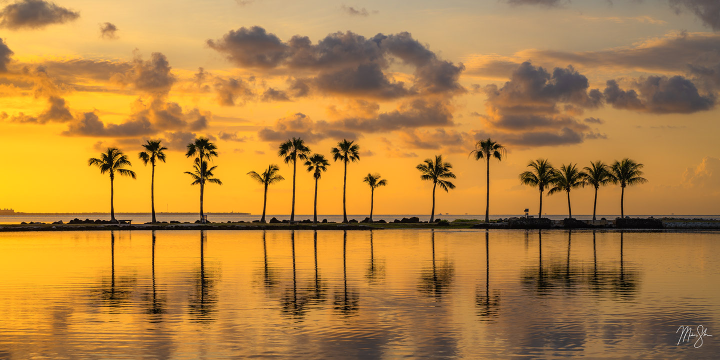 Palm tree sunrise at Coral Gables near Miami