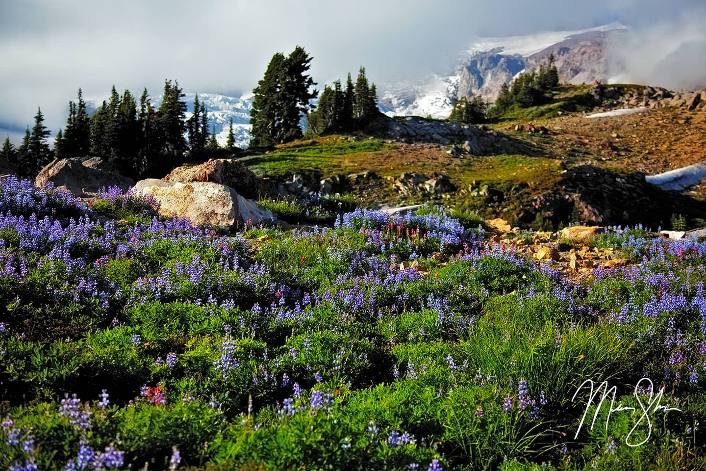 Flowers And Glaciers - Paradise, Mount Rainier National Park, Washington, USA