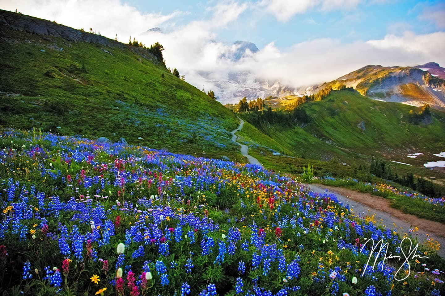 Flowers at Mount Rainier National Park - Paradise, Mount Rainier National Park, Washington, USA