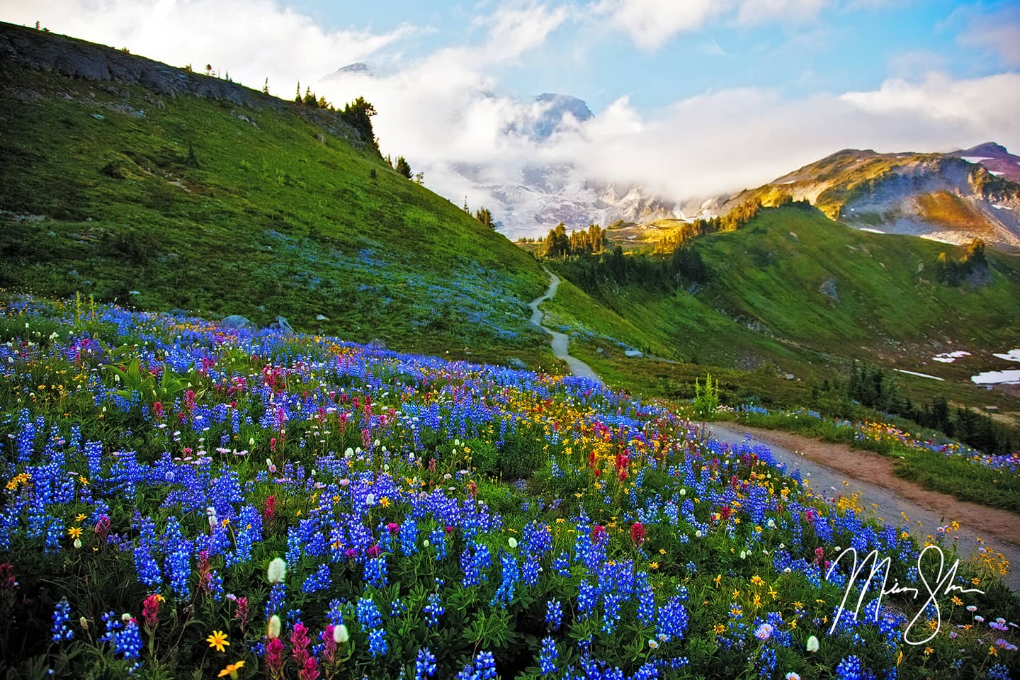 Mount Rainier National Park Flowers-at-mount-rainier-national-park