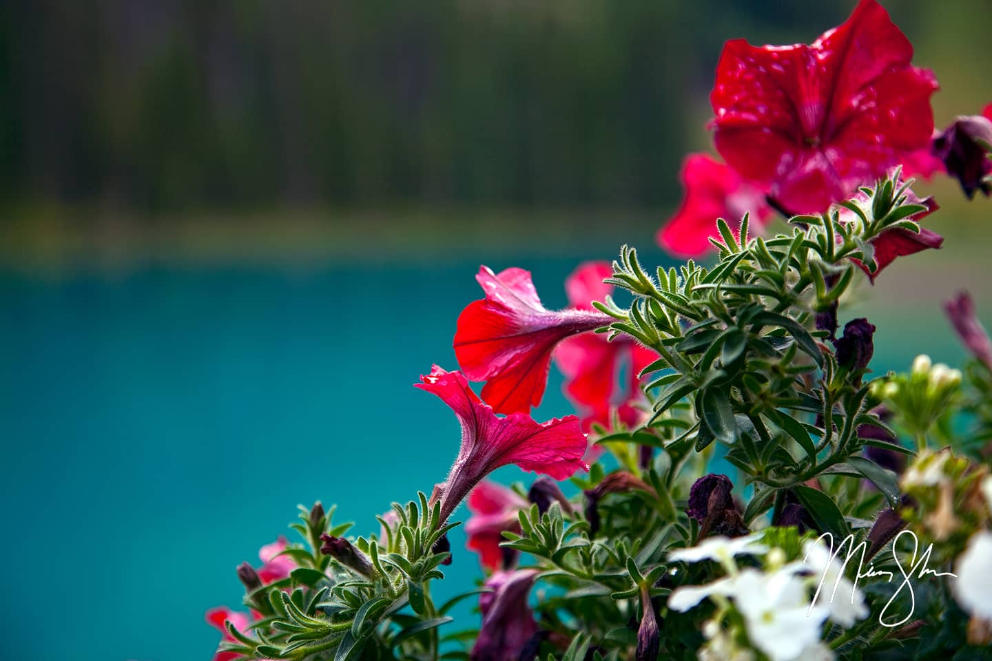 Flowers of Emerald Lake - Emerald Lake, Yoho National Park, British Columbia, Canada