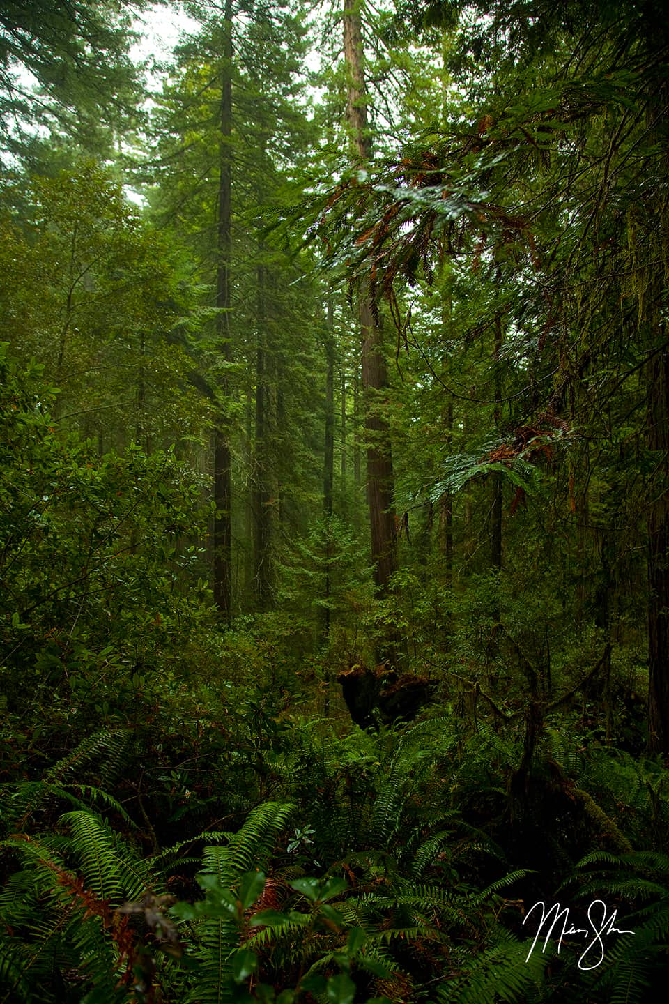 Fog At Lady Bird Johnson Grove - Lady Bird Johnson Grove, Redwood National Park, California