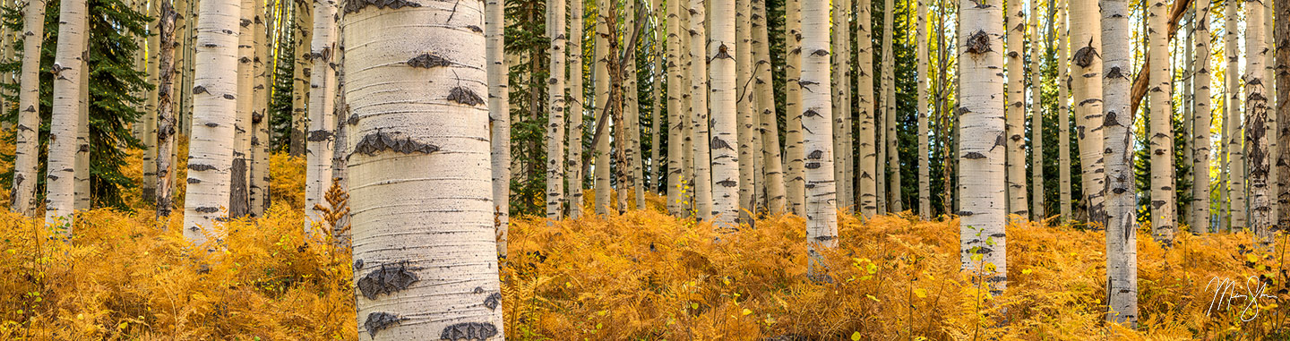 Forest Floor - Kebler Pass, Crested Butte, Colorado