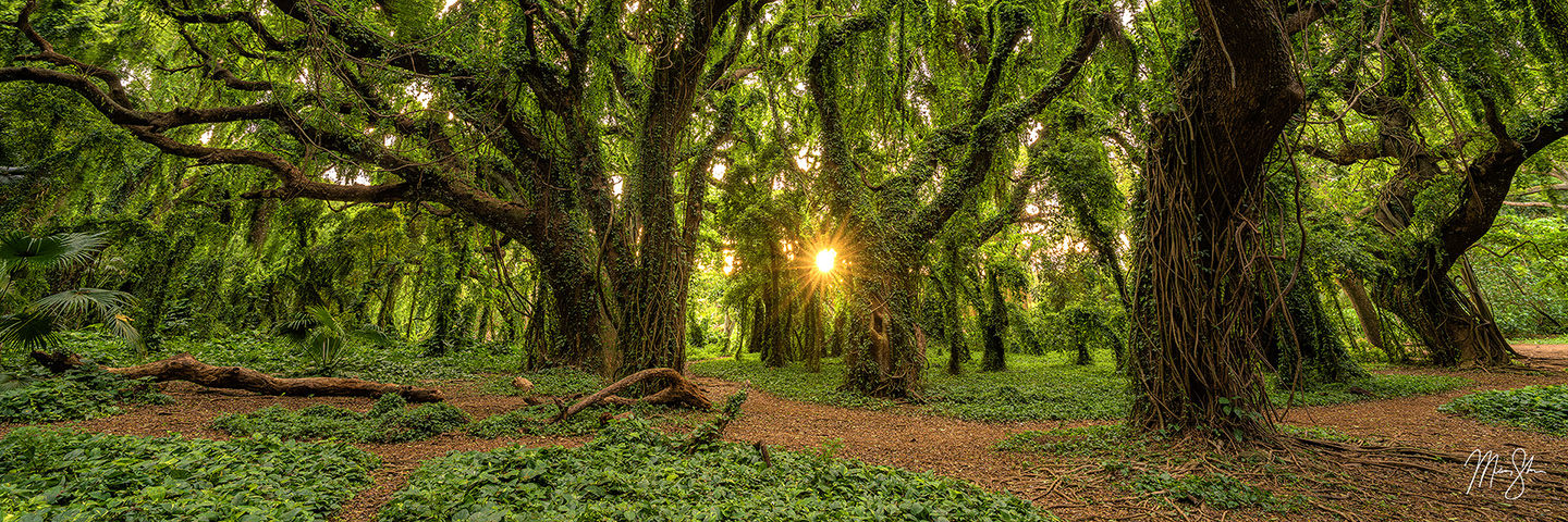 A panoramic view of the forest at Honolua Bay