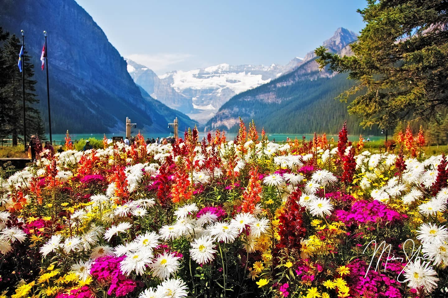 Garden Flowers Of Lake Louise - The Fairmont Chateau, Lake Louise, Banff National Park, Alberta, Canada