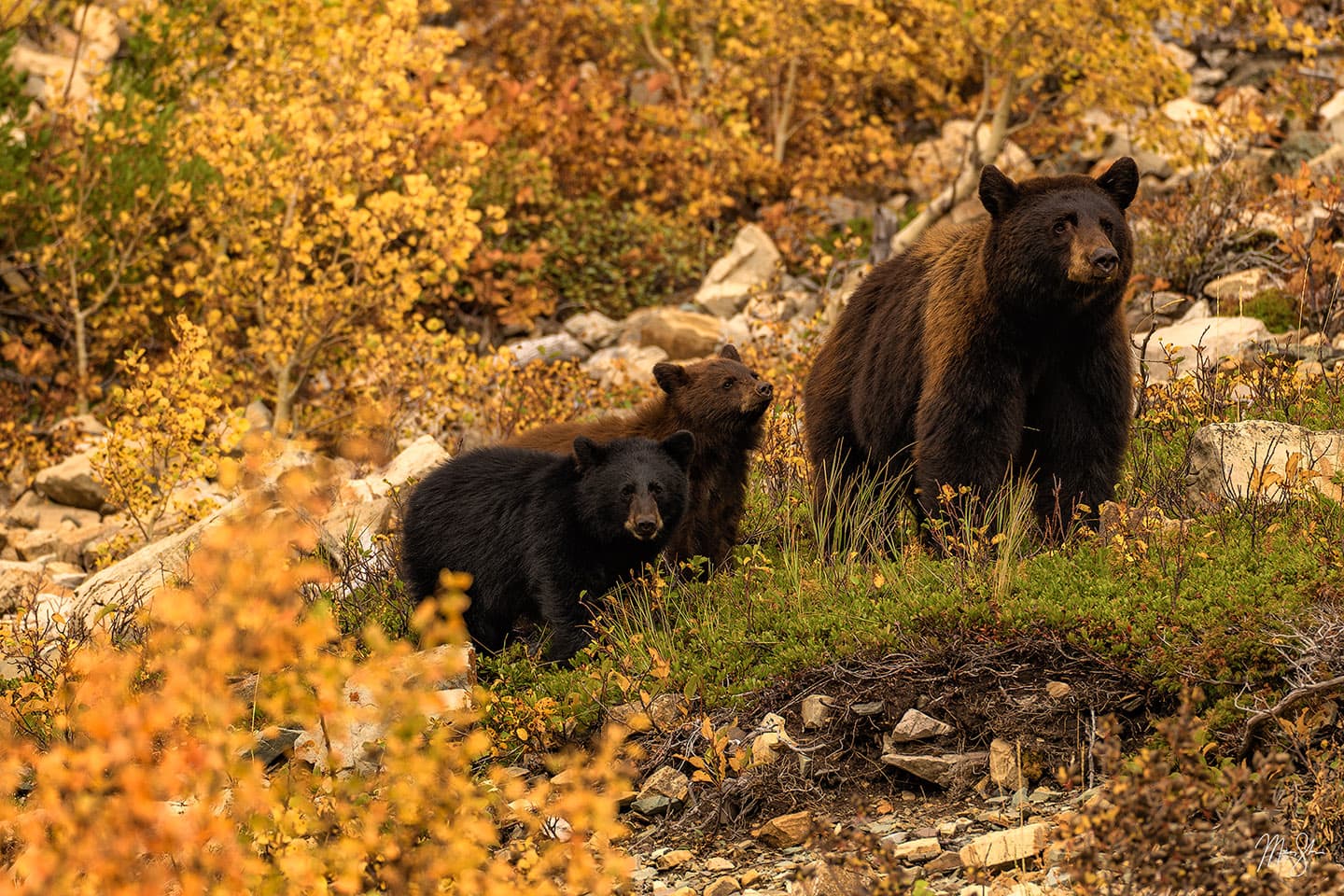 Glacier Black Bear Family - Glacier National Park, Montana