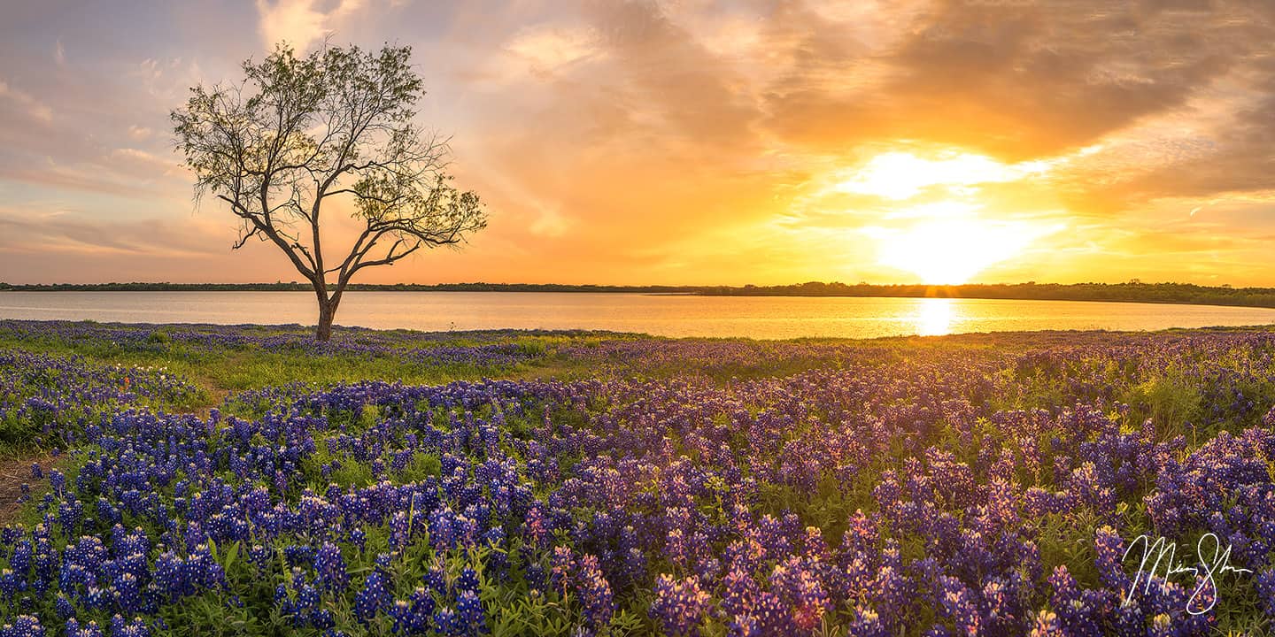 Glorious Bluebonnets - Ennis, Texas