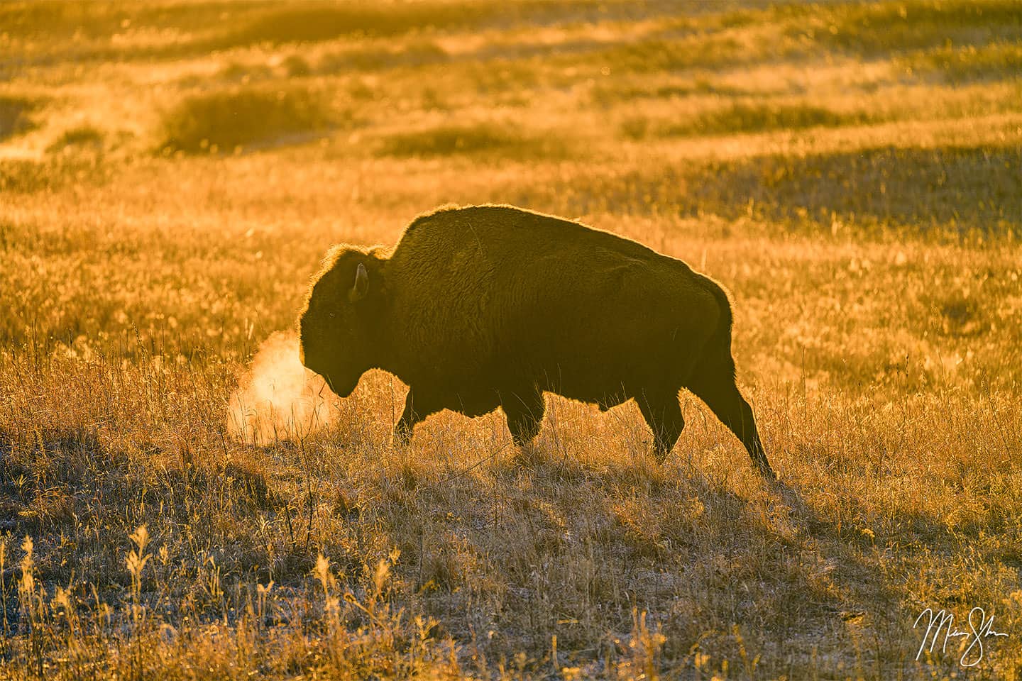 Golden Bison - Maxwell Wildlife Refuge, Kansas