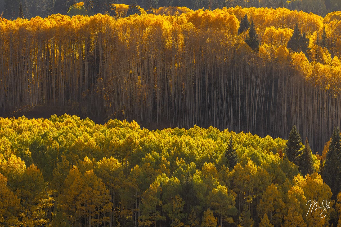 Golden Light - Kebler Pass, Colorado