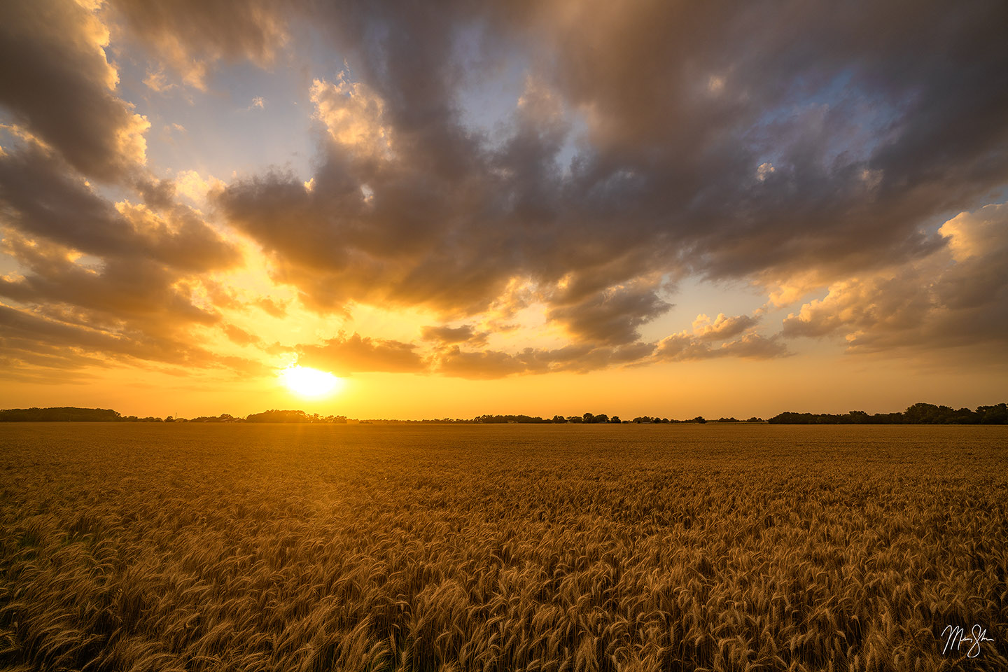 Golden Skies - South Central Kansas