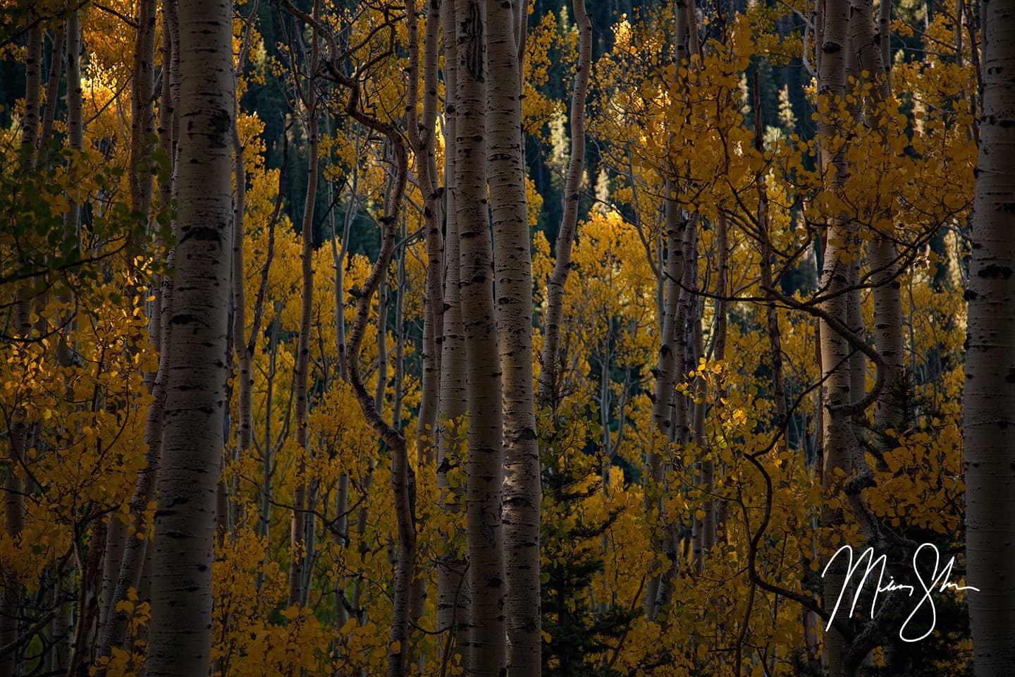 Green And Gold - Aspen, Colorado