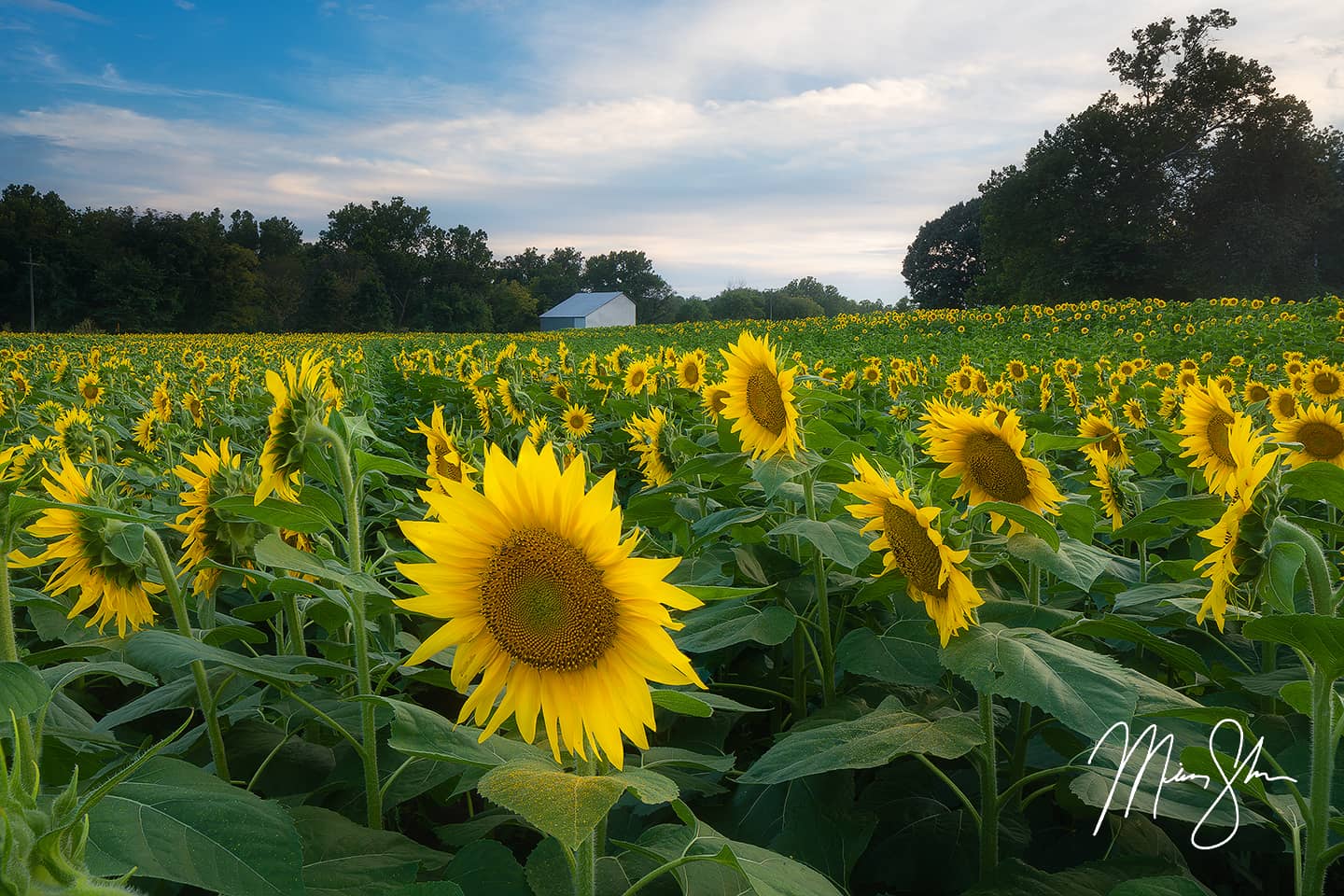 Sunflowers at Grinter Farms