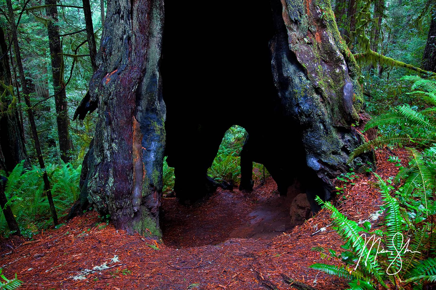 Hallowed Ground - Lady Bird Johnson Grove, Redwood National Park, California