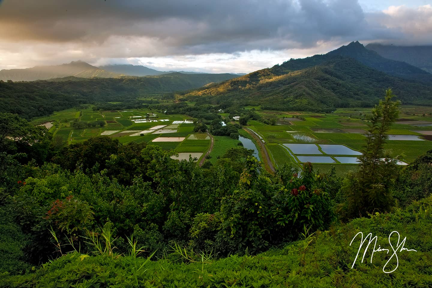 Hanalei Valley Sunrise