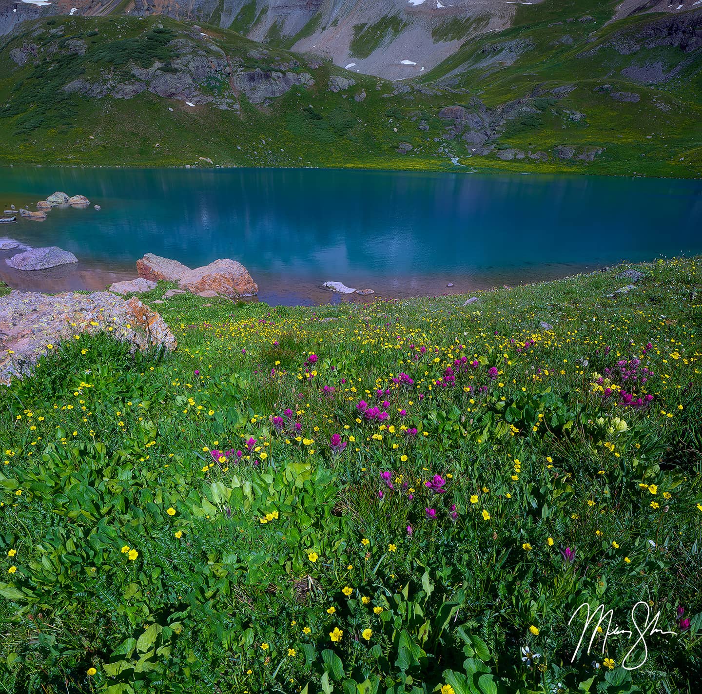 Ice Lake Wildflowers - Ice Lake, Silverton, Colorado