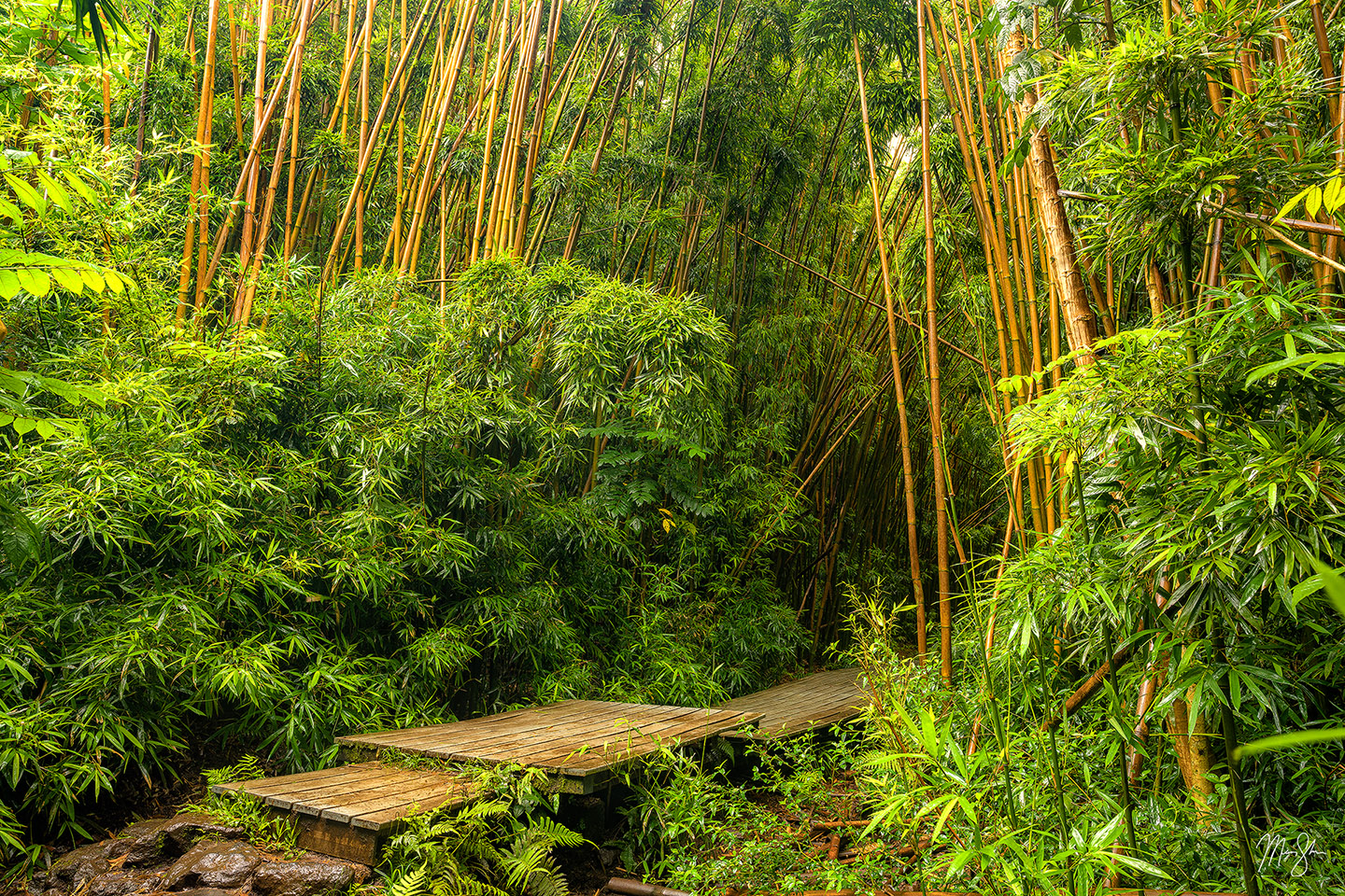 Path into the bamboo