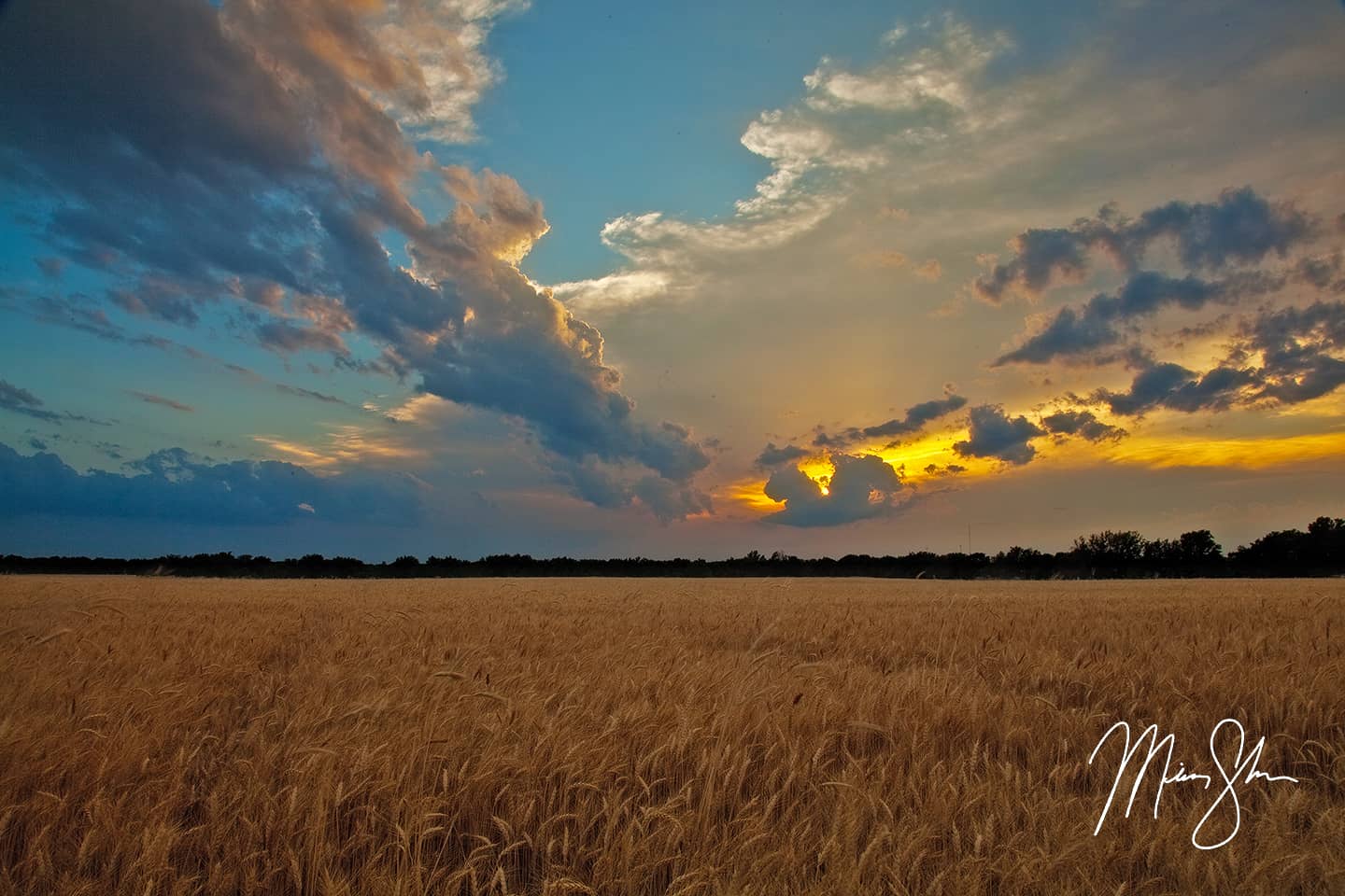 Kansas Gold - Near Wichita, Kansas