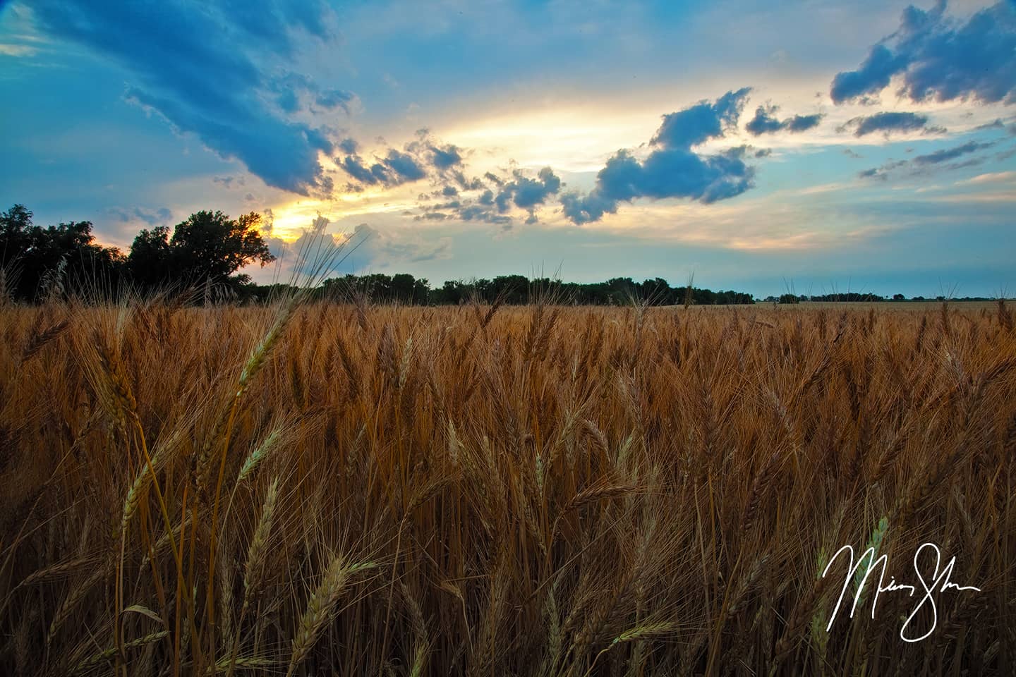 Kansas Wheat and Sunset - Near Wichita, Kansas