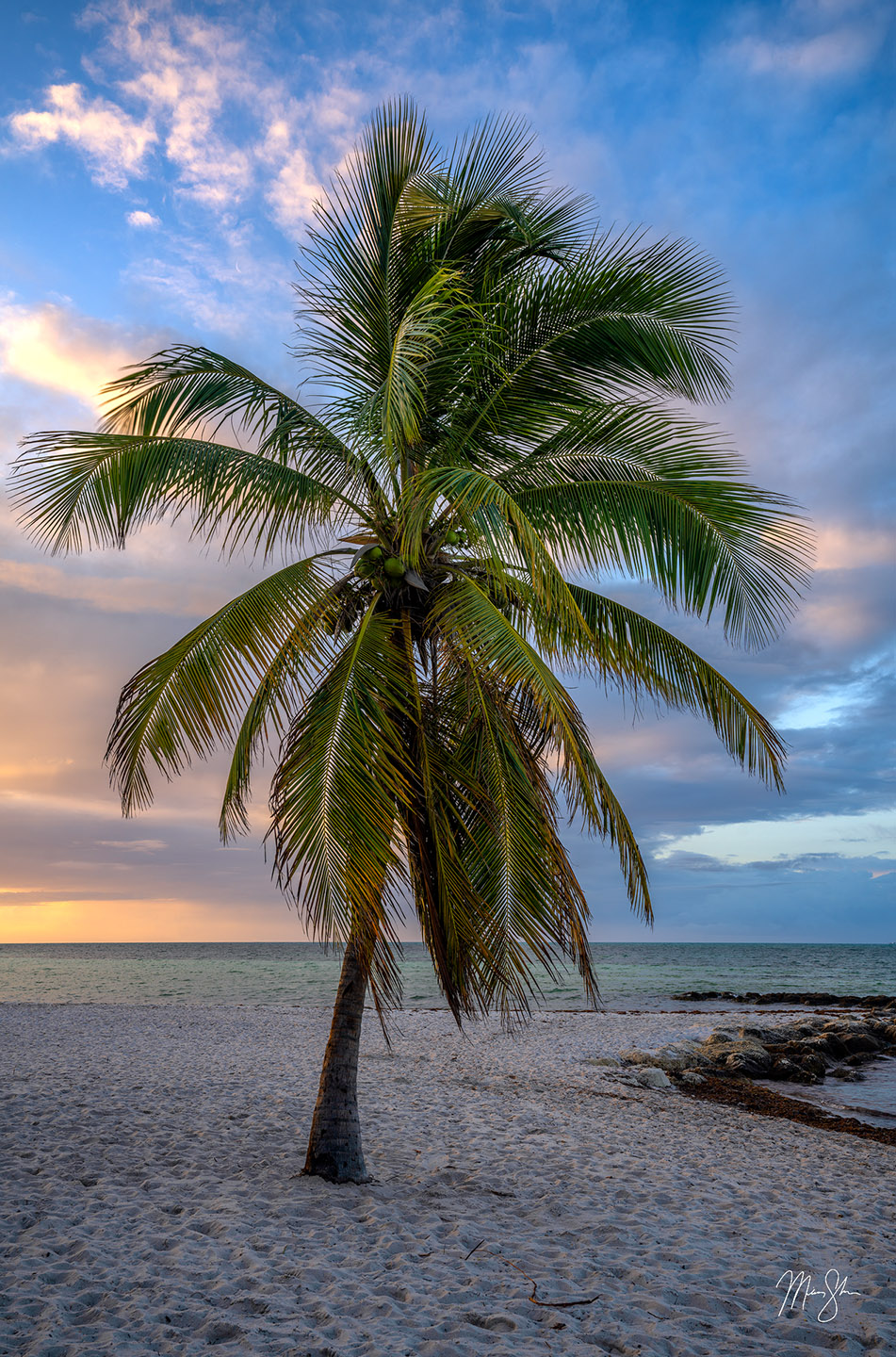 A lone palm tree stands witness to a beautiful sunrise on Smathers Beach in Key West, Florida.