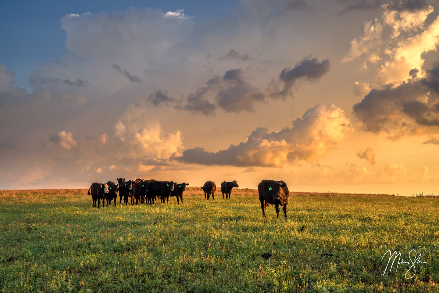 Kingman Cows - Near Kingman, Kansas