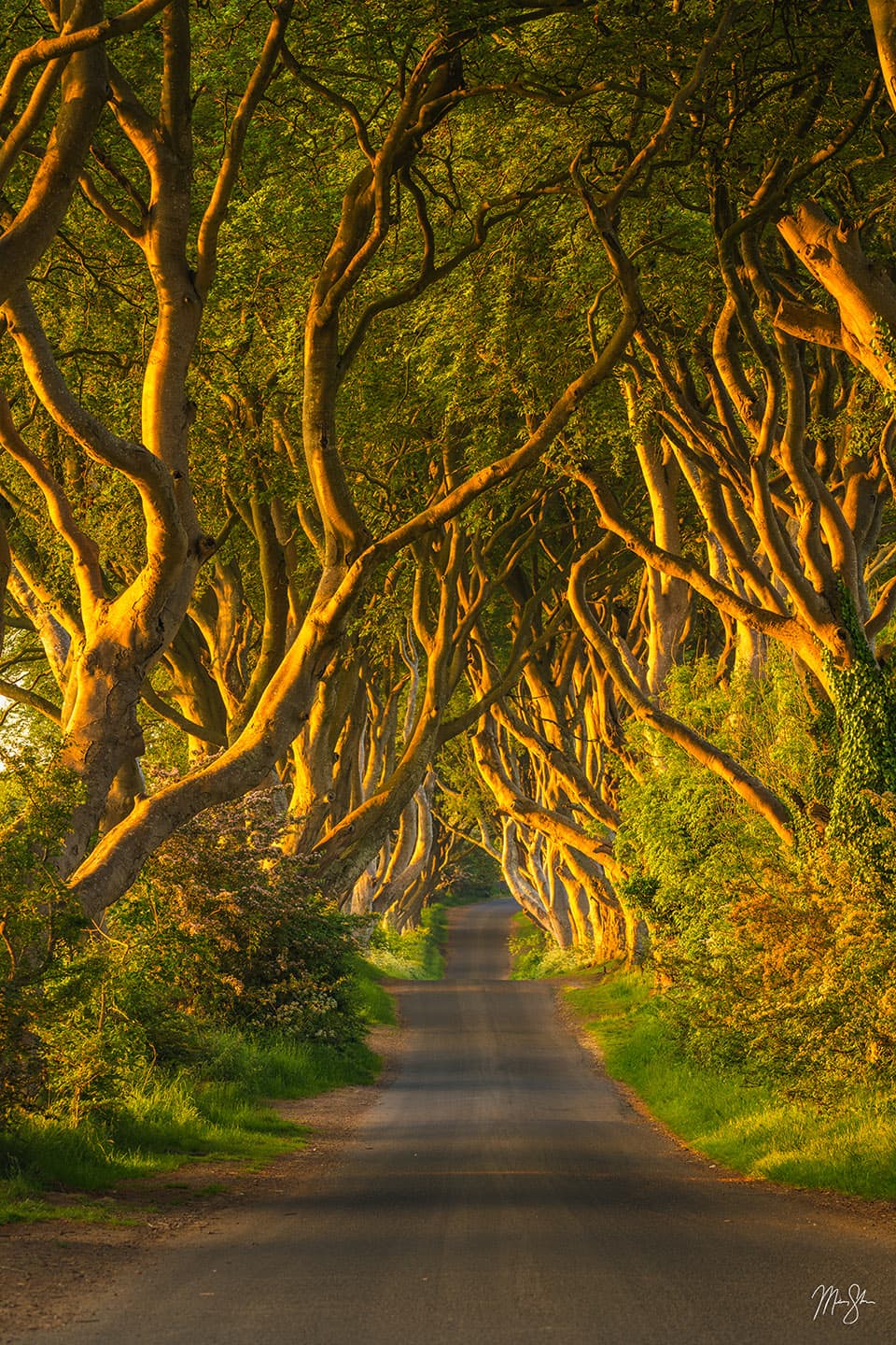 Light at the Dark Hedges - The Dark Hedges, Northern Ireland