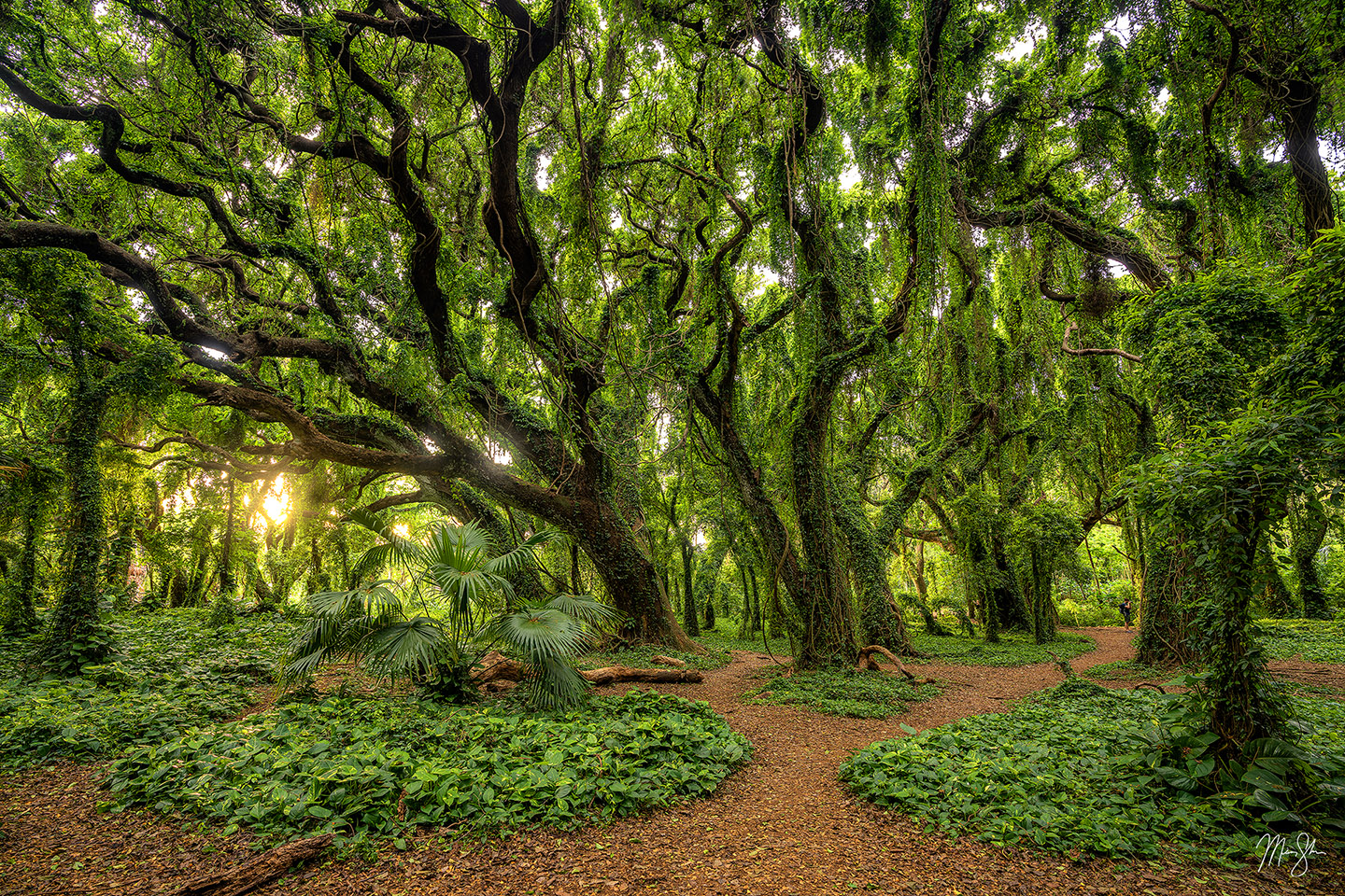 Magical Forest - Honolua Bay Trail, Maui, Hawaii