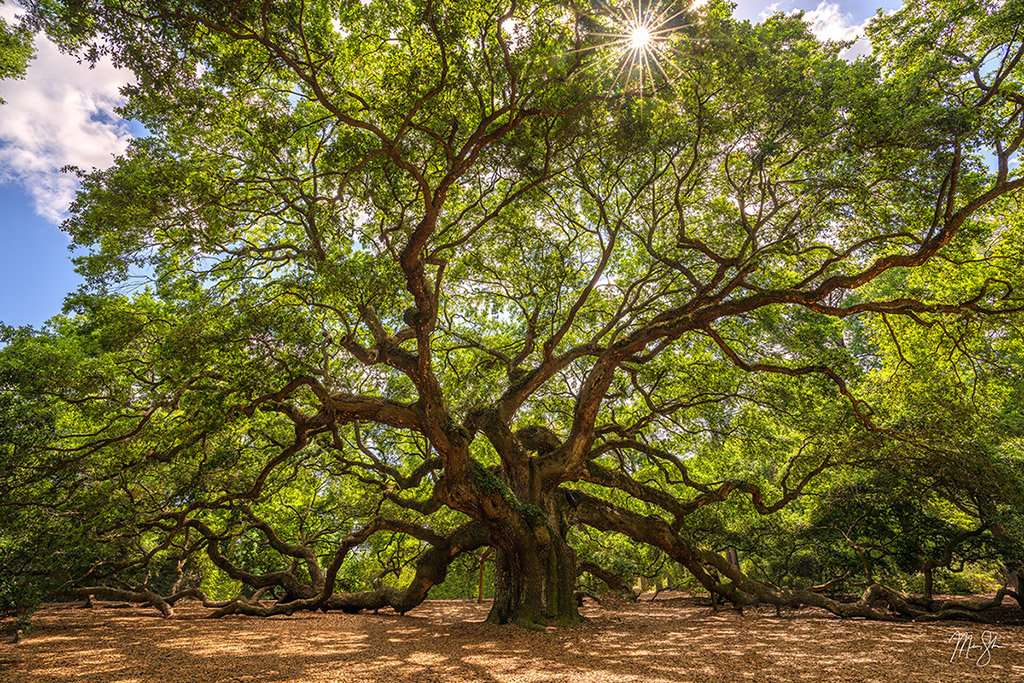 Ancient Angel Oak Tree Charleston, South Carolina Mickey Shannon