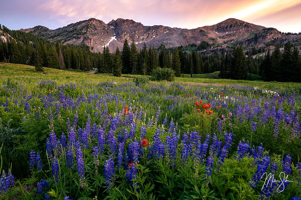 Awesome Albion Basin | Albion Basin, Alta, Utah | Mickey Shannon