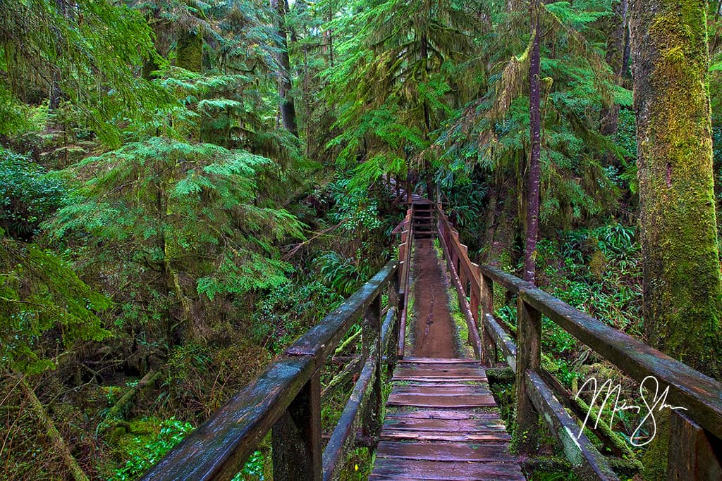 Pacific Rim Rainforest Trail | Pacific Rim National Park, Vancouver ...
