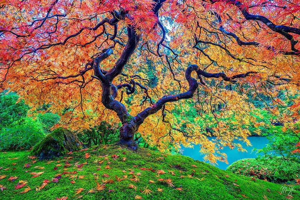 Portland's beautiful and famous Japanese Maple tree at the height of fall colors
