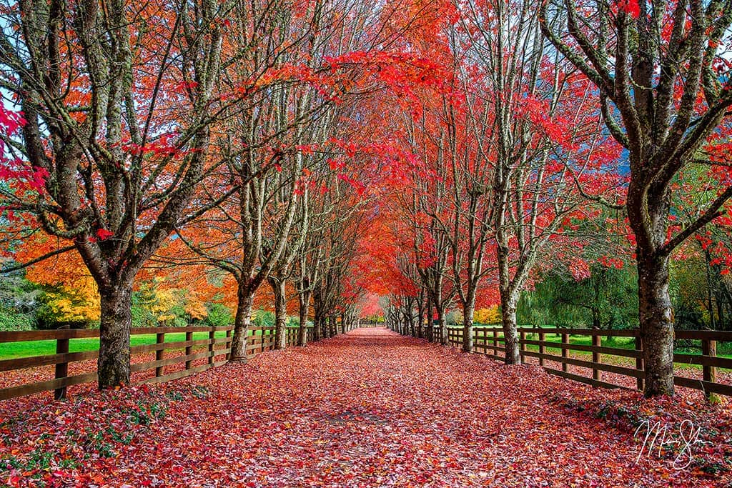 Red Carpet Road Snoqualmie, Washington Mickey Shannon Photography