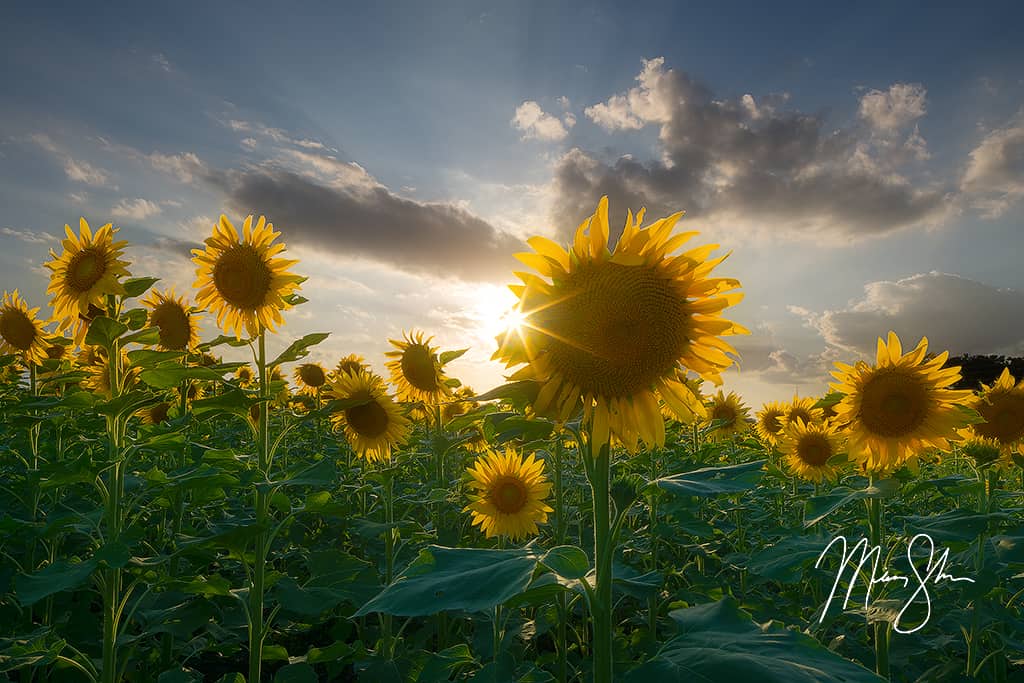 Sunflower Dreams: A Kansas Campground Where The Sun Always Shines