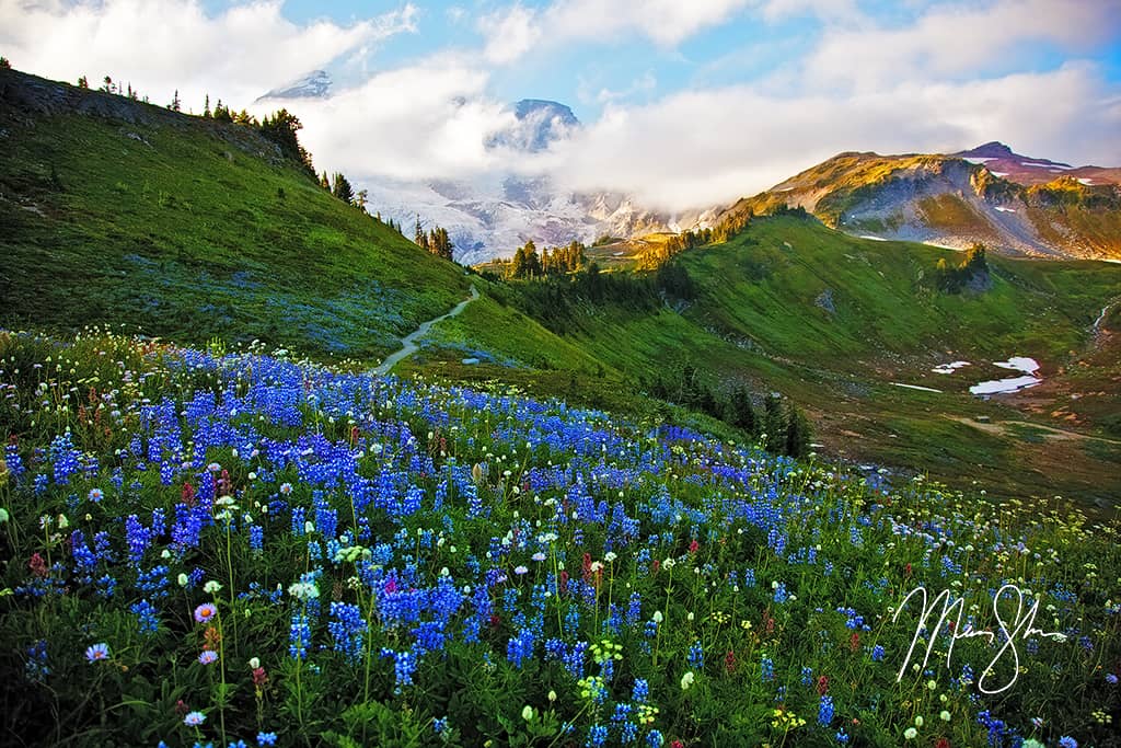 The Wildflowers of Mount Rainier Paradise, Mount Rainier National