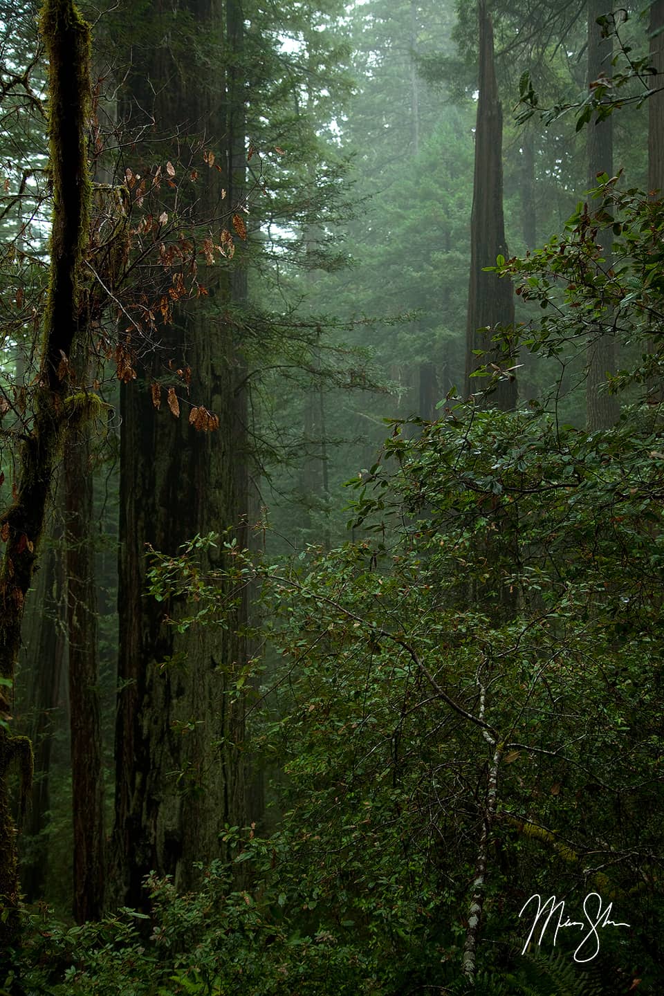 Mist in the Redwoods - Lady Bird Johnson Grove, Redwood National Park, California