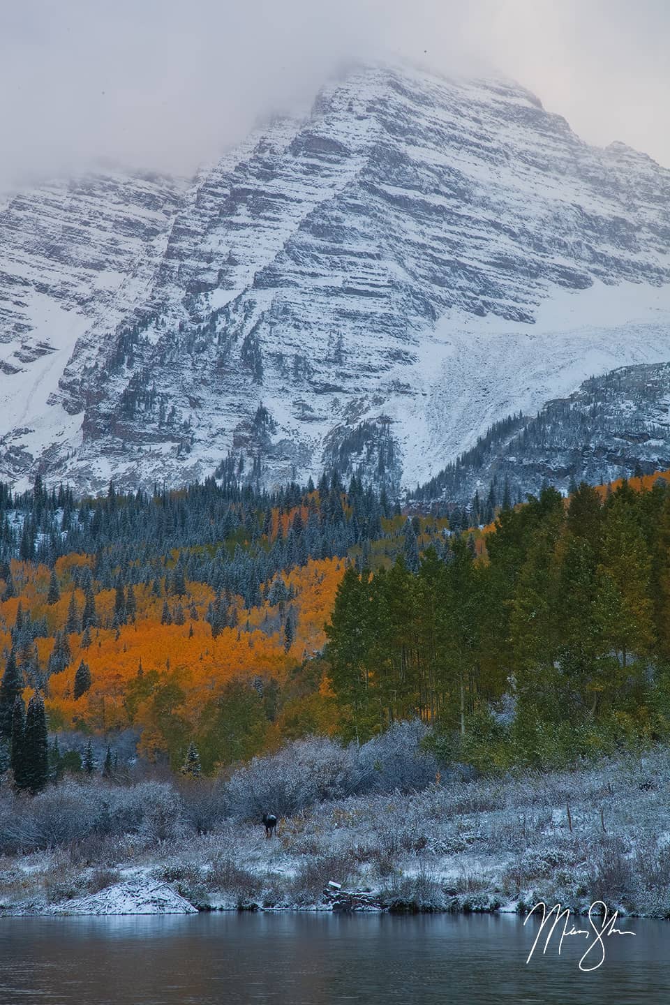 Moose and Majesty - Maroon Lake, Maroon Bells, Aspen, Colorado